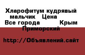 Хларофитум кудрявый мальчик › Цена ­ 30 - Все города  »    . Крым,Приморский